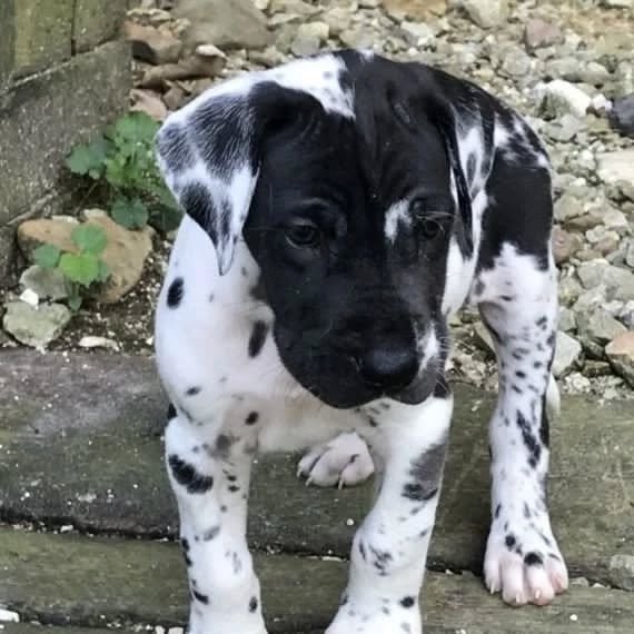 great dane puppies 3.jpg