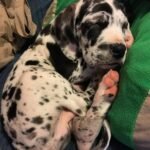 great dane puppies1.jpg