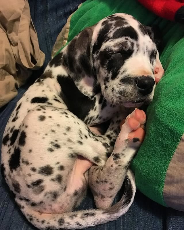 great dane puppies1.jpg
