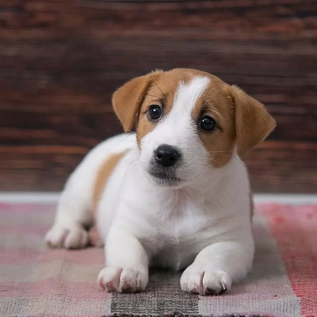 jack russell puppies 1.jpg