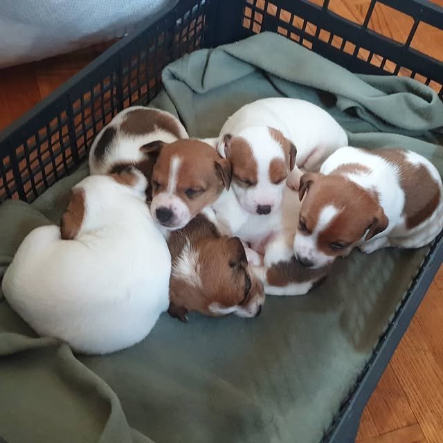 jack russell puppies 2.jpg