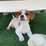 jack russell puppies 3.jpg