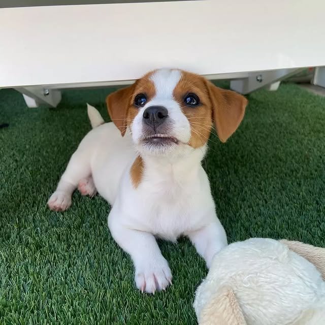 jack russell puppies 3.jpg