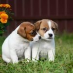 jack russell puppies 4.jpg