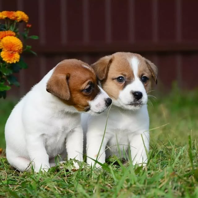 jack russell puppies 4.jpg