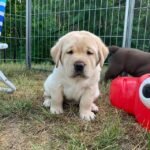 labrador puppies 2.jpg