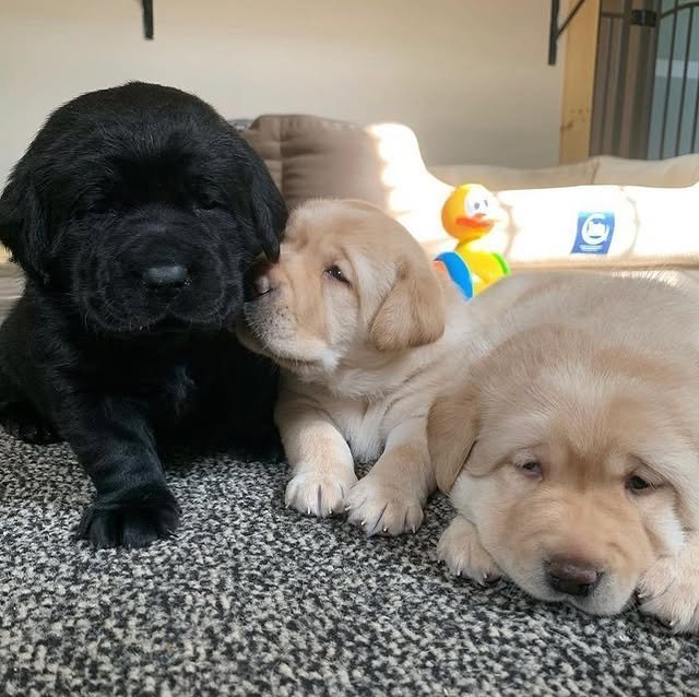 labrador puppies 3.jpg