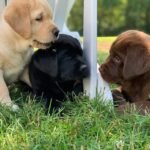 labrador puppies1.jpg