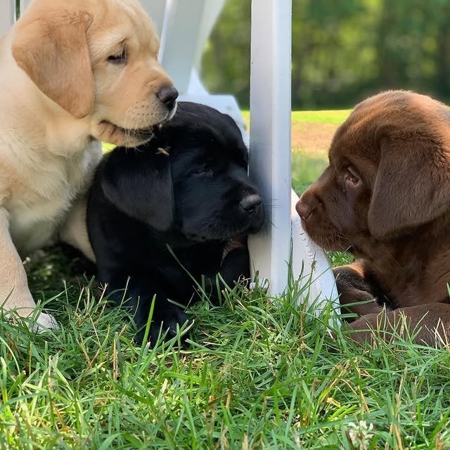 labrador puppies1.jpg