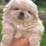 pekingese puppies 1.jpg