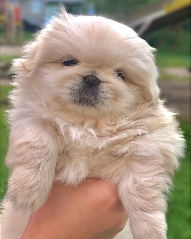 pekingese puppies 1.jpg