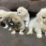 pekingese puppies 22.webp