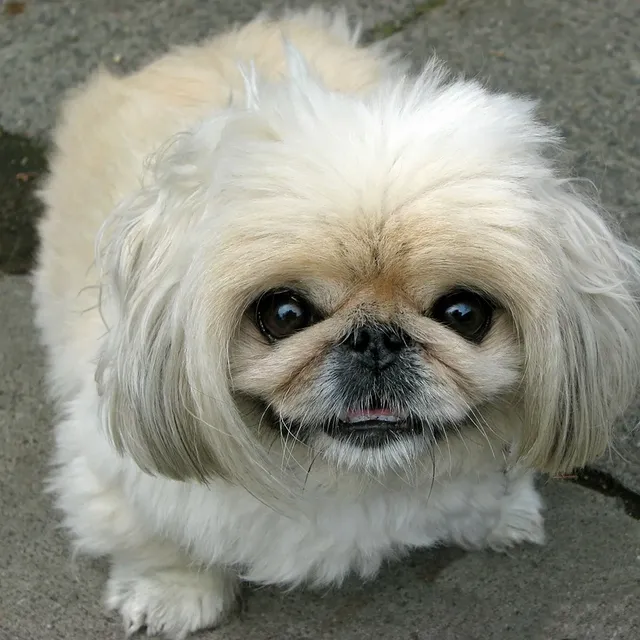 pekingese puppies 3.webp