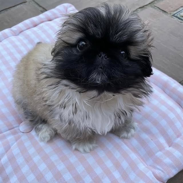pekingese puppies 4.jpg