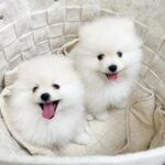 pomeranian puppies 1.jpg