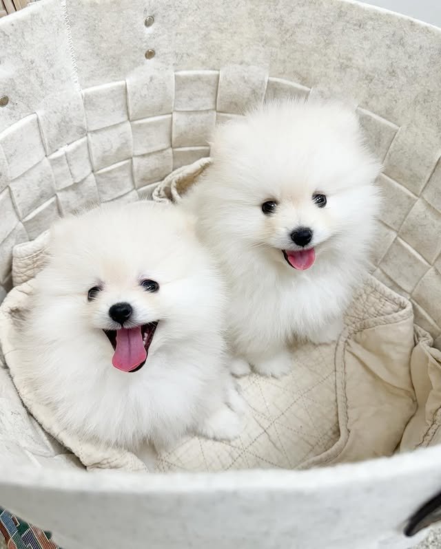 pomeranian puppies 1.jpg
