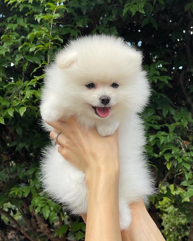 pomeranian puppies 2.jpg