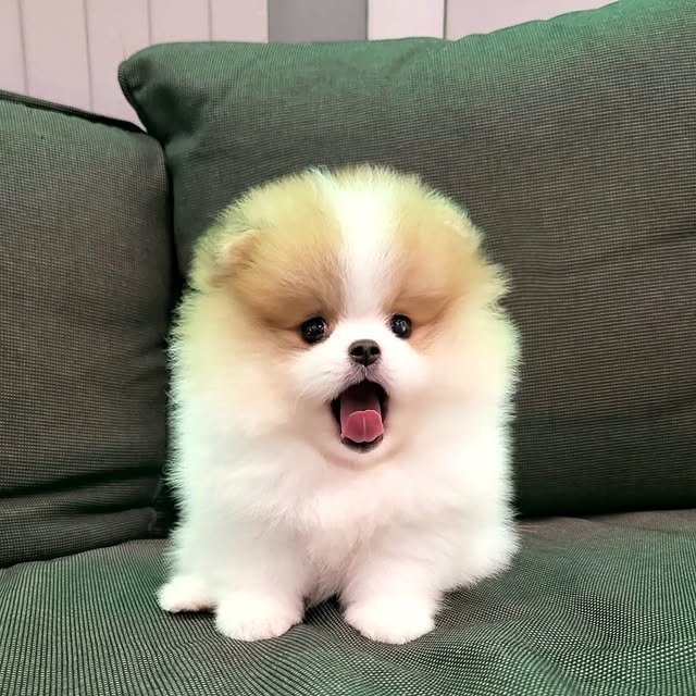 pomeranian puppies 3.jpg