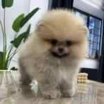 pomeranian puppies 4.webp