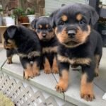 rottweiler puppies 1.jpg