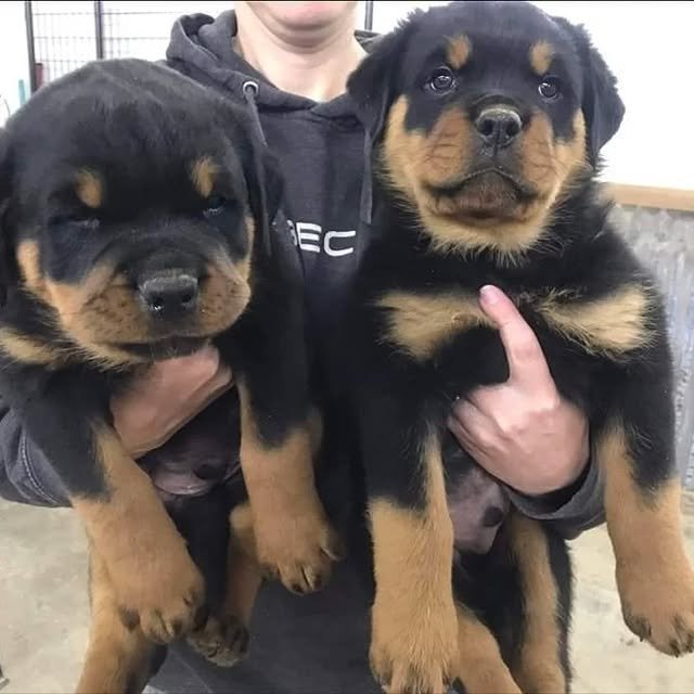 rottweiler puppies 2.jpg