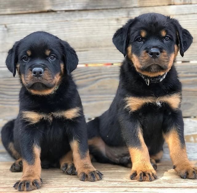 rottweiler puppies 3.jpg