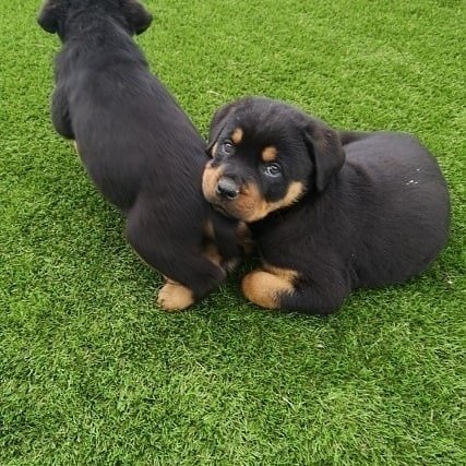 rottweiler puppies 4 1.jpg