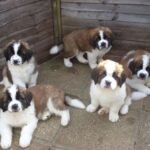 st bernard puppies 1.jpg