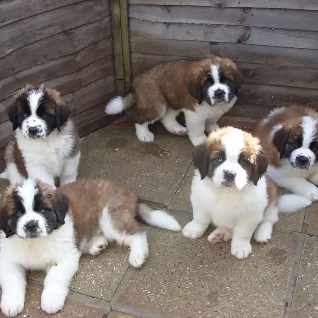 st bernard puppies 1.jpg