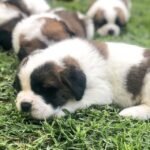 st bernard puppies 2.jpg