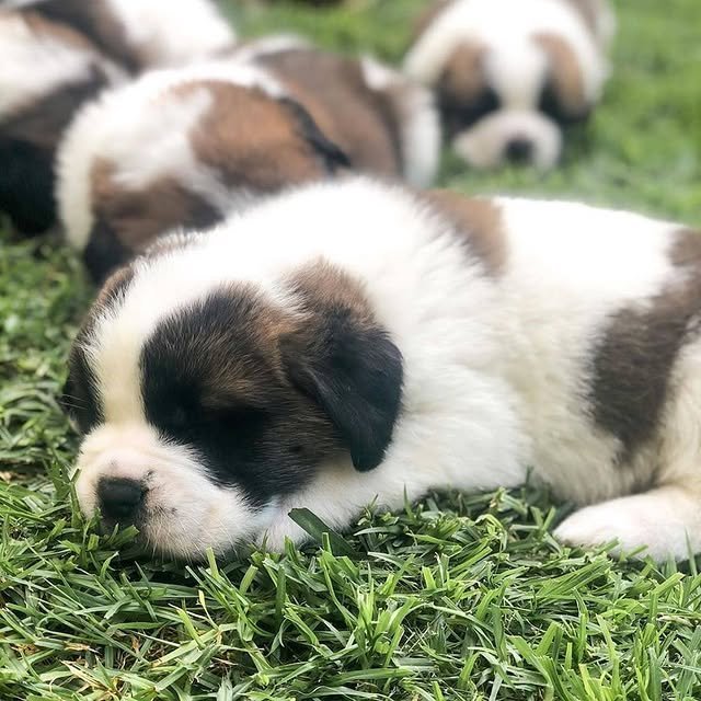 st bernard puppies 2.jpg