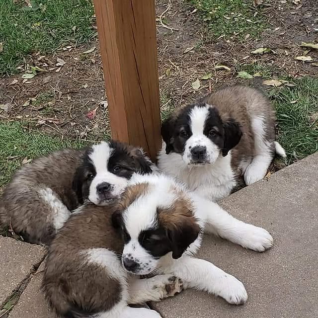 st bernard puppies 3.jpg
