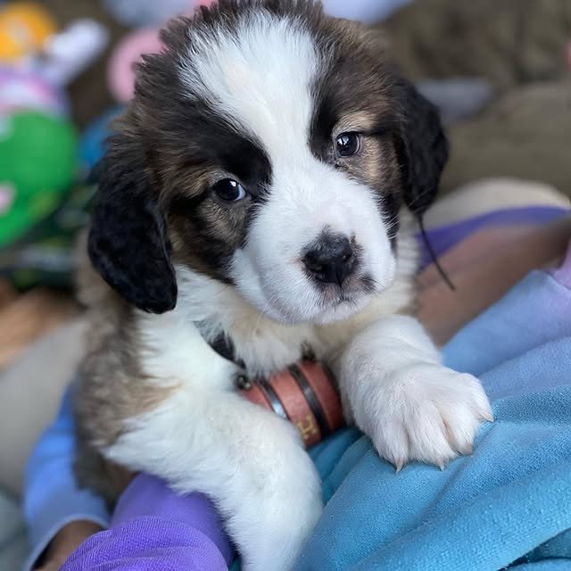 st bernard puppies 4.jpg