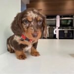 dapple dachshund 1.jpg