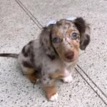 dapple dachshund 3.jpg