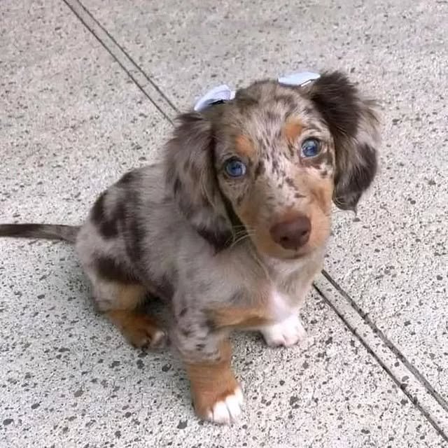 dapple dachshund 3.jpg