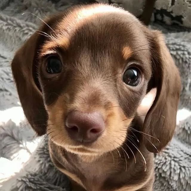 dapple dachshund2.jpg